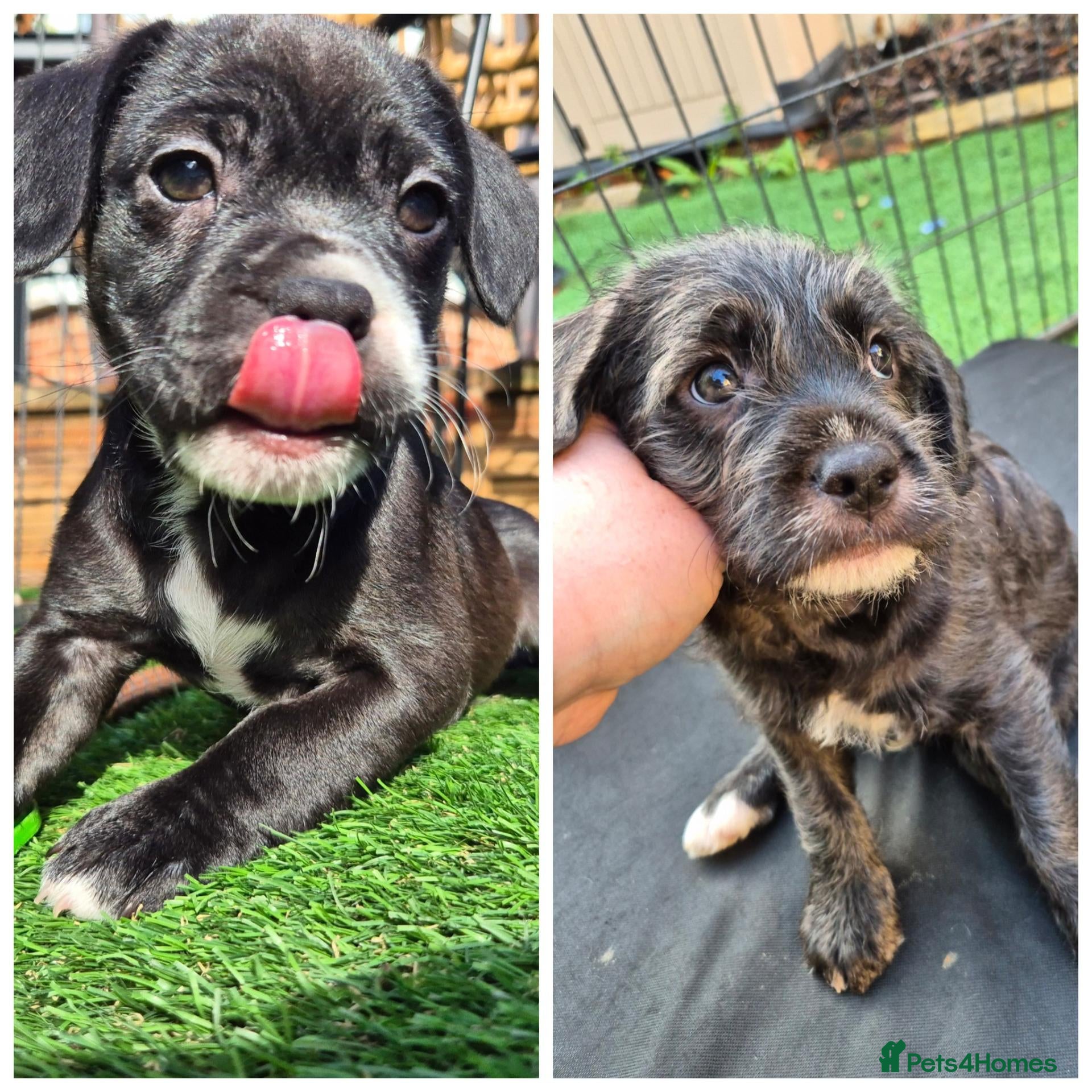 Mixed Breed dogs 🐾 Beautiful French Bulldog × Cockapoo Puppies 🐾 - Advert 7