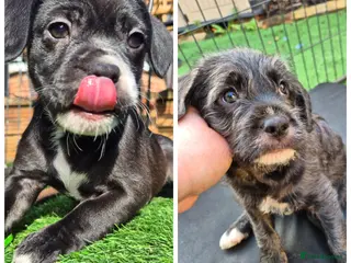 Mixed Breed dogs 🐾 Beautiful French Bulldog × Cockapoo Puppies 🐾 - Advert 3