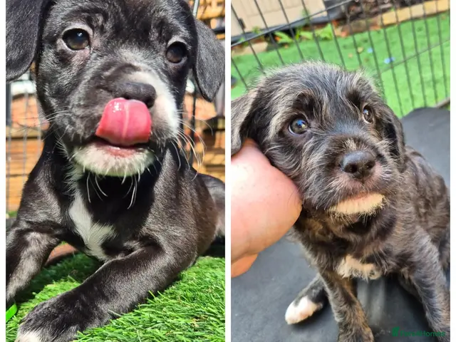 Mixed Breed dogs 🐾 Beautiful French Bulldog × Cockapoo Puppies 🐾 - Advert 2