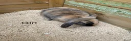 Mini Lop rabbits for sale: Mini lop babies - Advert 8
