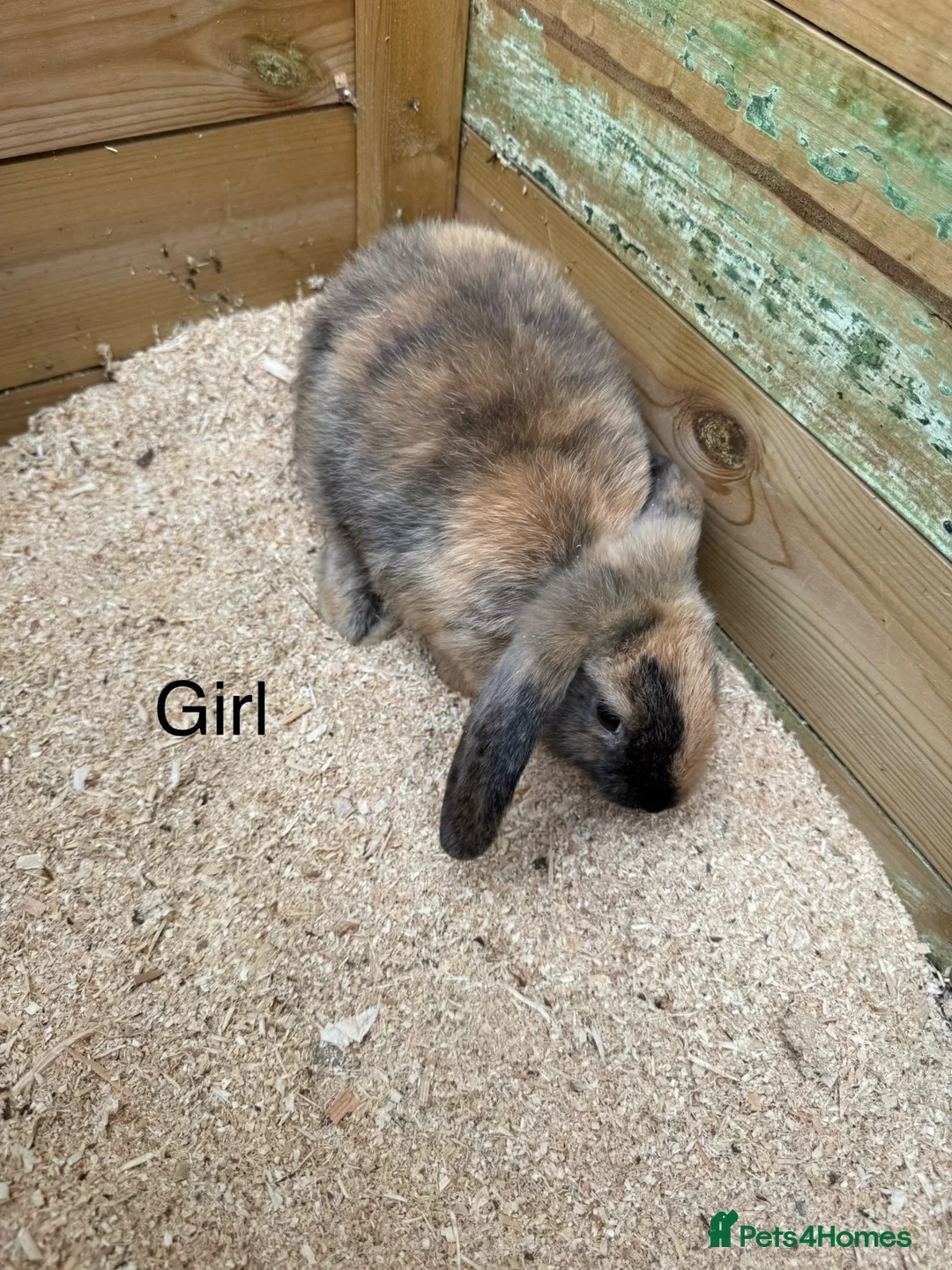 Mini Lop rabbits for sale: Mini lop babies - Advert 5