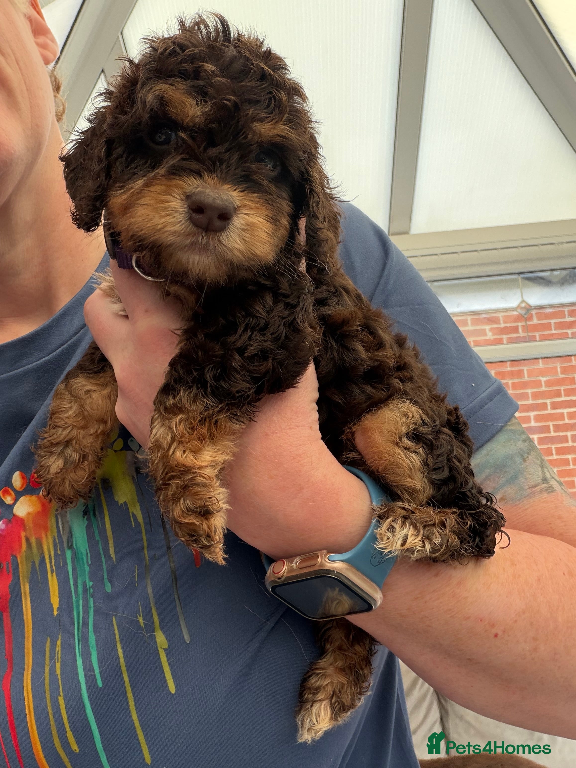 Cockapoo dogs ⭐ F1 Health tested Cockerpoos⭐ - Advert 2
