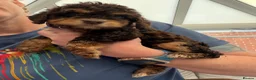 Cockapoo dogs for sale: ⭐ F1 Health tested Cockerpoos⭐ - Advert 2