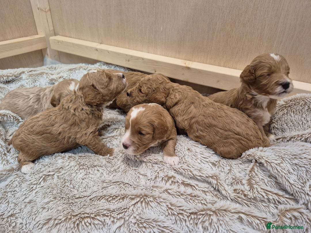 Cockapoo dogs for sale: F1B cockapoo puppies  - Advert 8