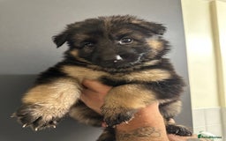 German Shepherd dogs for sale: German shepherd  - Image 16
