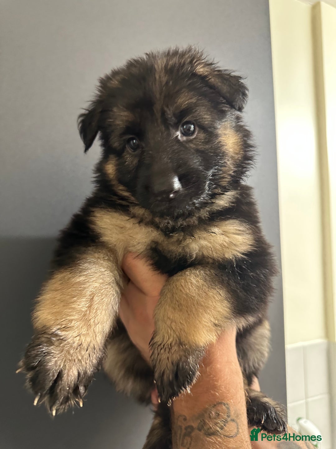 German Shepherd dogs for sale: German shepherd  - Image 16