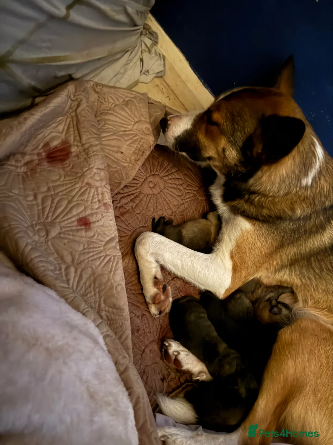 Mixed Breed dogs for sale: Border collie x shepherd puppies  in Lydney - Advert 1