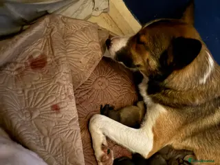 Mixed Breed dogs Border collie x shepherd puppies - Advert 4