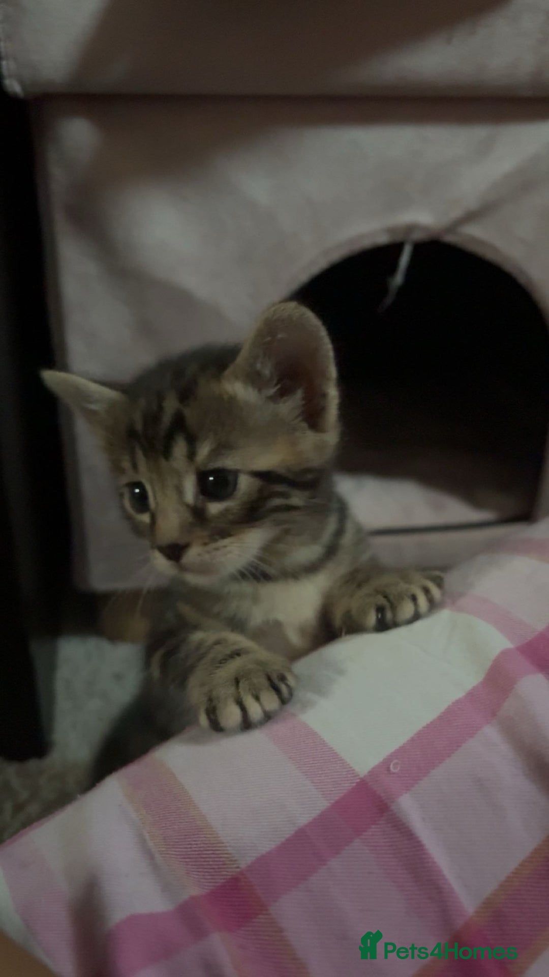 Bengal cats for sale: bengal kittens  - Advert 30