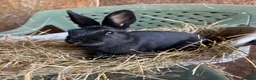 Polish rabbits for sale: Stunning litter of polish dwarf rabbits  - Advert 11