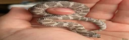 Snake reptiles for sale: Various Western Hognoses - Advert 16