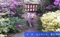 German Shepherd dogs for sale: German Shepherd pups ready end of August  - Image 36