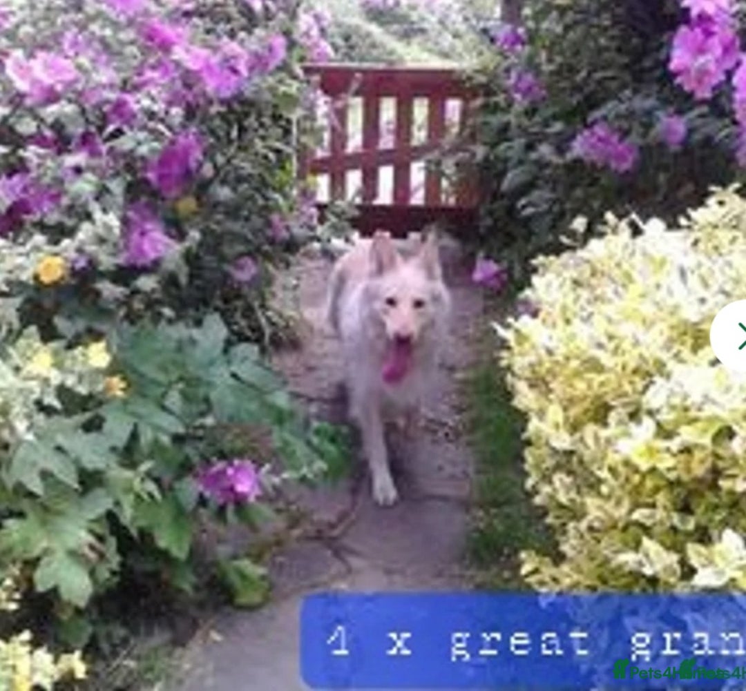 German Shepherd dogs for sale: German Shepherd pups ready end of August  - Image 36