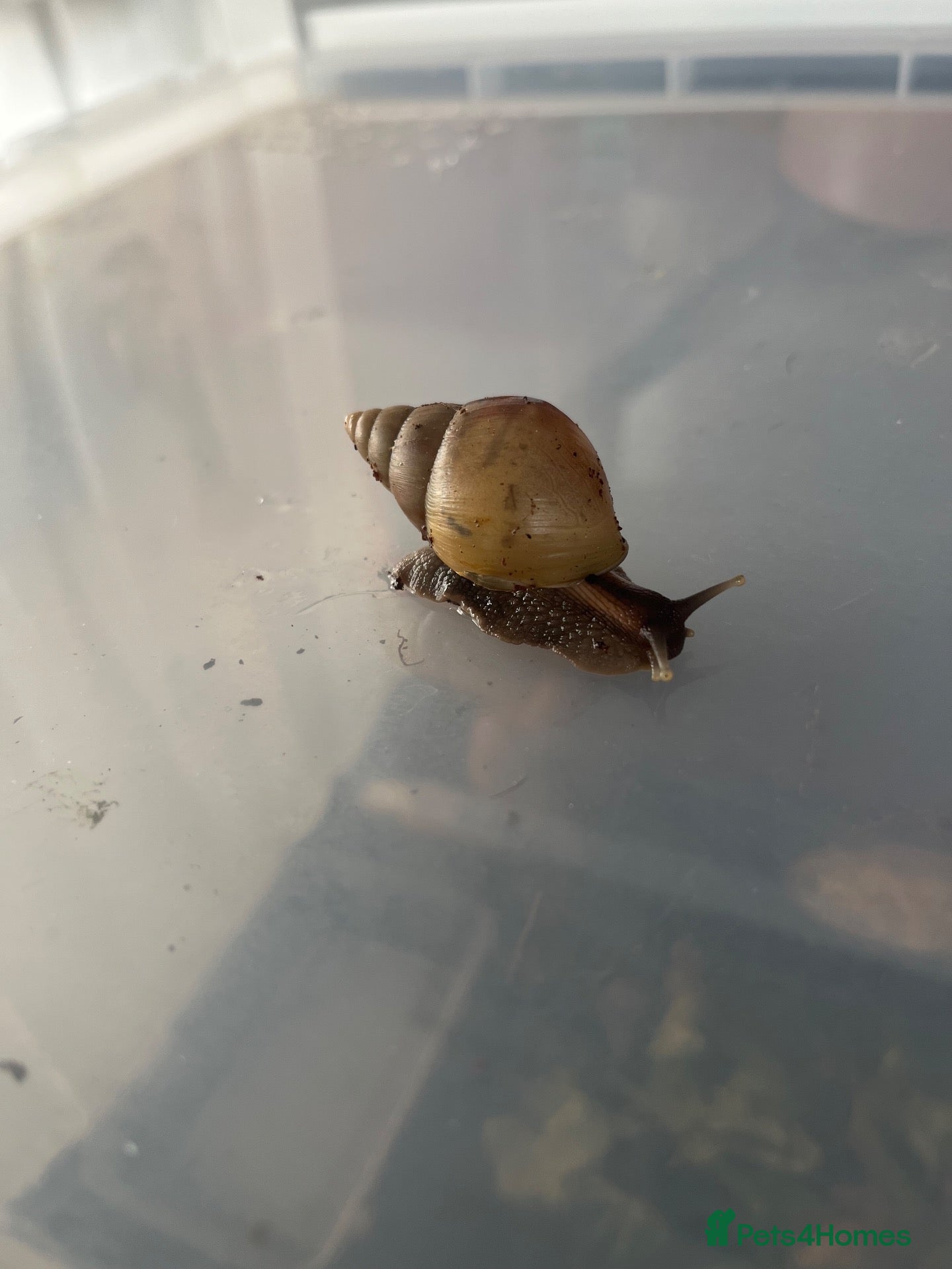 Snails invertebrates 2 Giant African land snails (Lissachatina fulica)  - Advert 22