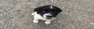 English Springer Spaniel 1