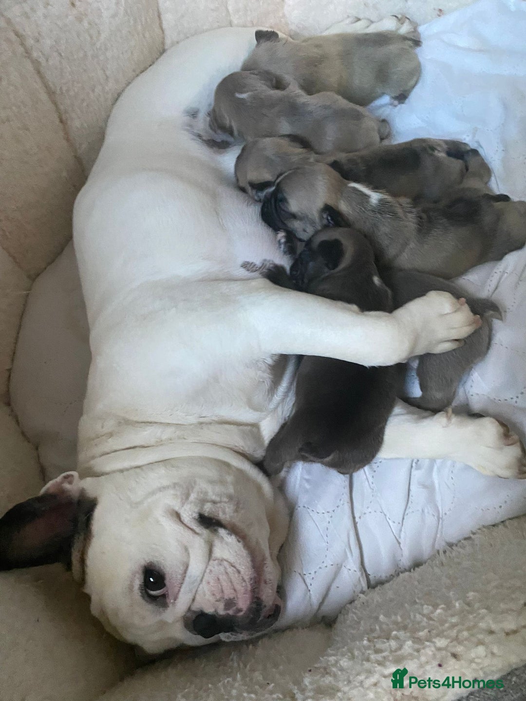 French Bulldog dogs for sale: 🌟 Adorable French Bulldog Puppies - Image 7