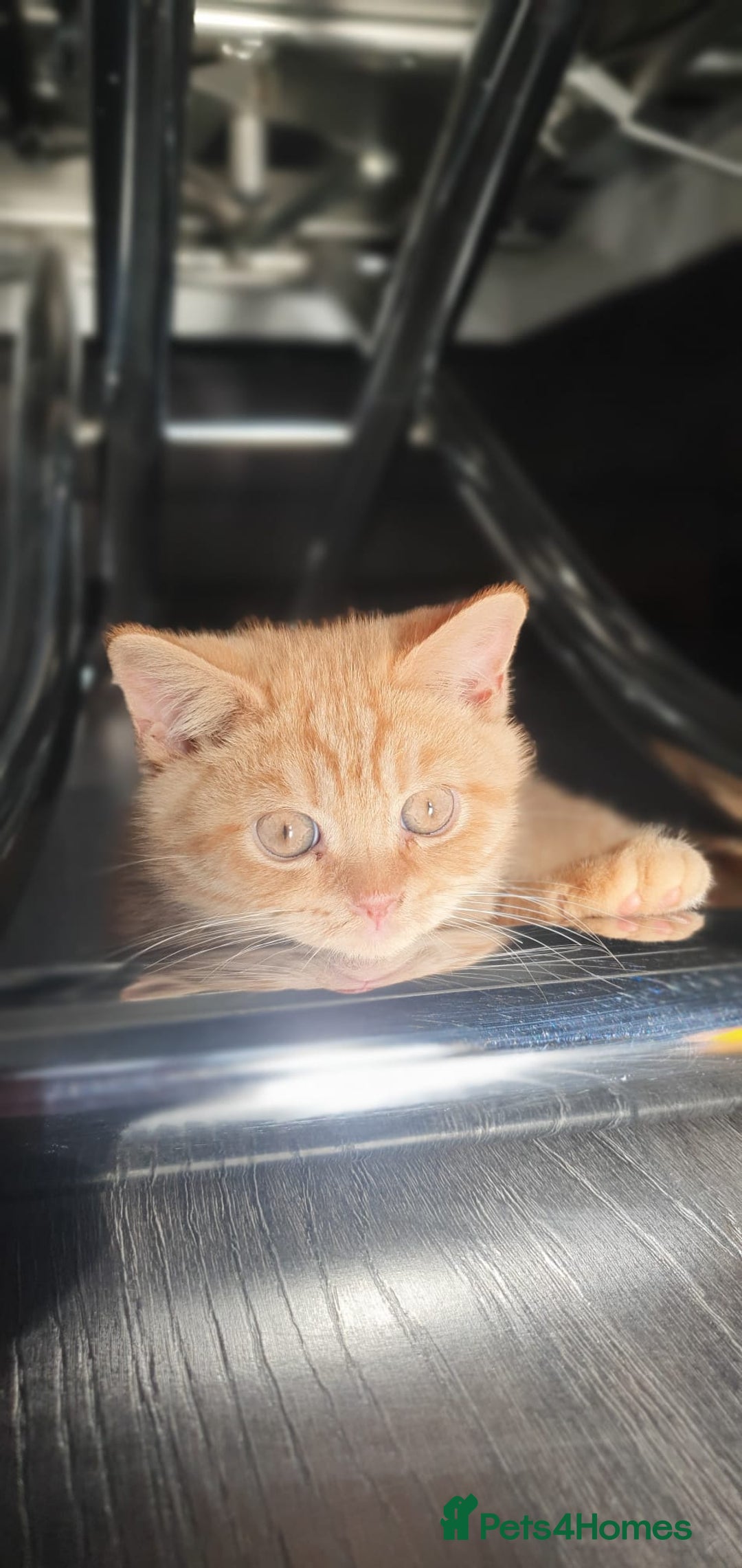 British Shorthair cats for sale:  Two Adorable Male Kittens 😸 ✨ - Image 5