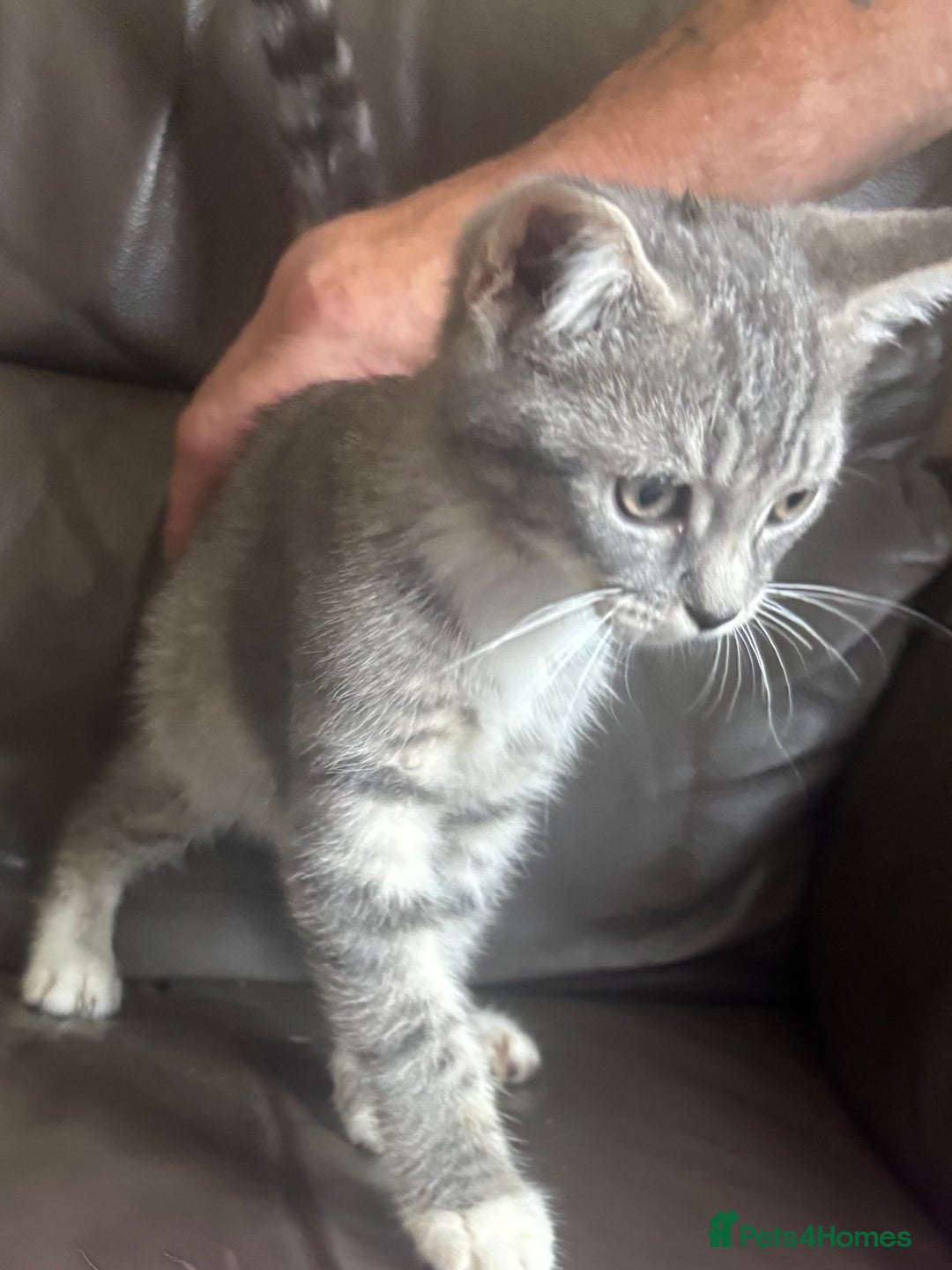 Mixed Breed cats for sale: Maincoon x Scottish fold  - Image 16