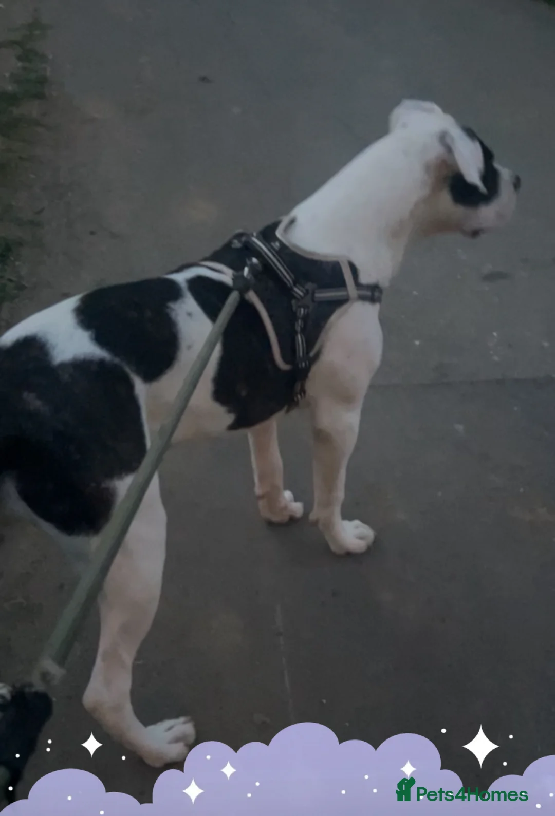 Mixed Breed dogs for sale: Beautiful female dog for sale - Advert 3