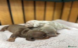 Miniature Dachshund dogs for sale: 5⭐️ licensed breeder. Rainbow litter  - Image 4