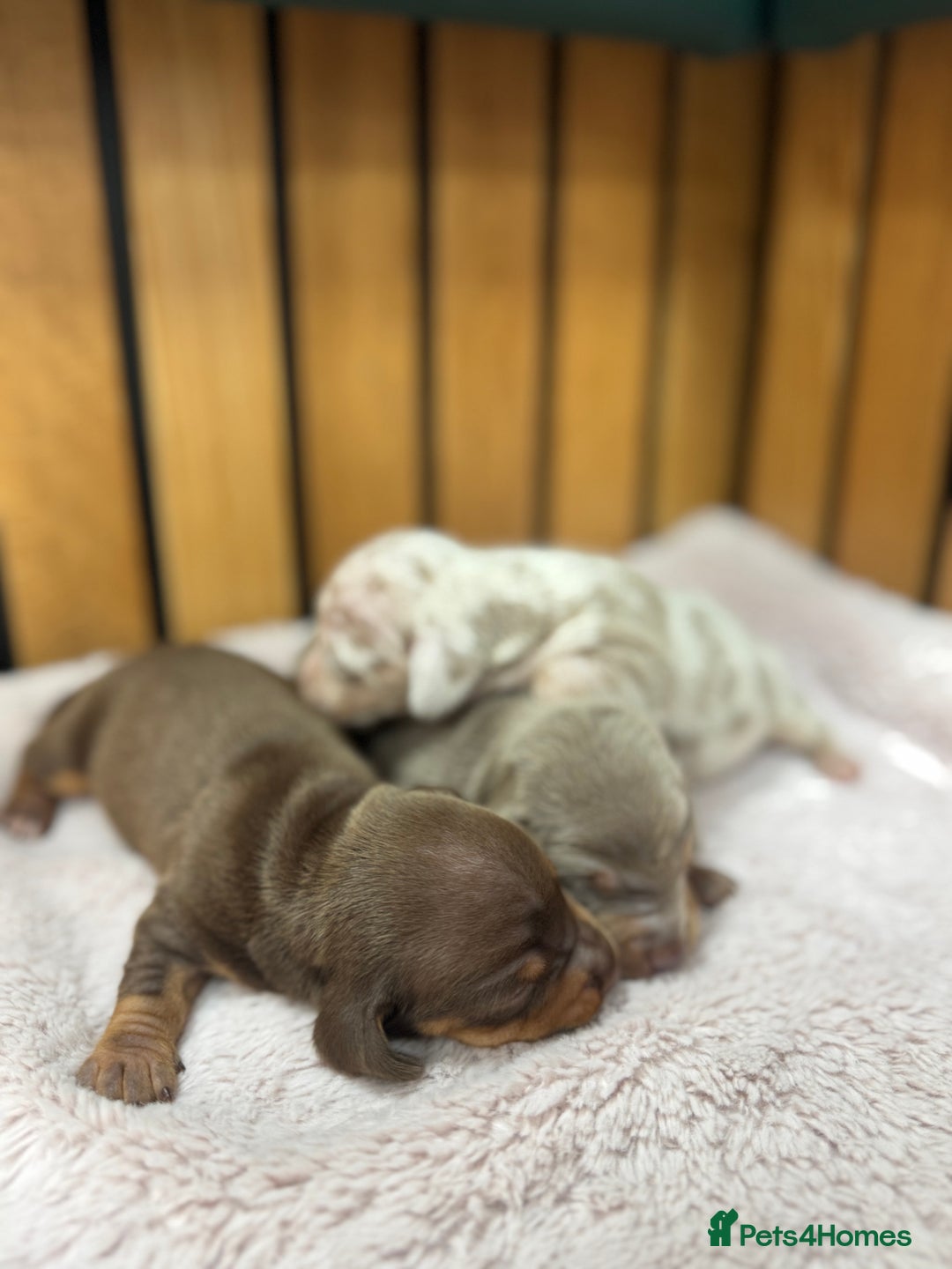 Miniature Dachshund dogs for sale: 5⭐️ licensed breeder. Rainbow litter  - Image 4
