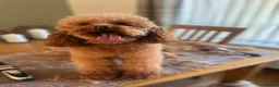 Poodle dogs for stud: Kc Fox red toy poodle for stud  - Advert 3