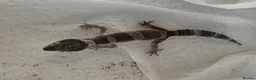 Gecko reptiles for sale: Lepord gekos black night x tangerine babys in Tiverton - Advert 9