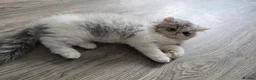 Persian cats for sale: Cute Silver Tabby PERSIAN Kitten for Sale | Loving - Advert 20