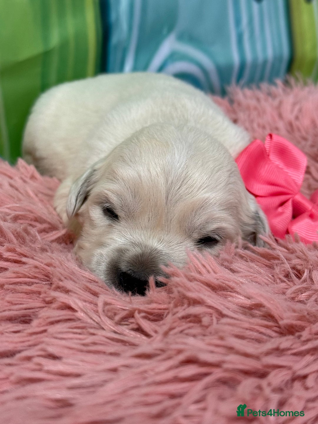 Golden Retriever dogs for sale: Beautiful KC reg DNA clear puppies available  - Advert 18