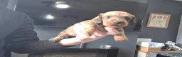 Miniature Dachshund dogs for sale: Wired haired miniature daschunds  - Advert 7