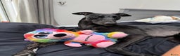 Lurcher dogs for sale: Raven lurcher  - Advert 4