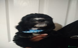 Cockapoo dogs for sale: cockerpoo  - Image 15