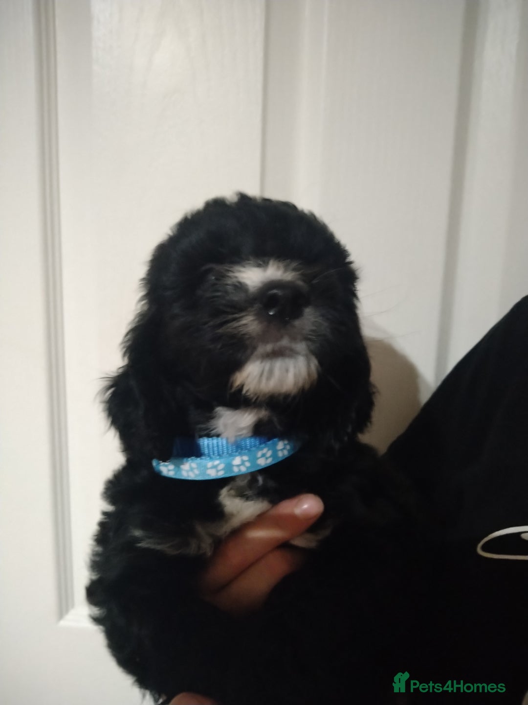 Cockapoo dogs for sale: cockerpoo  - Image 15