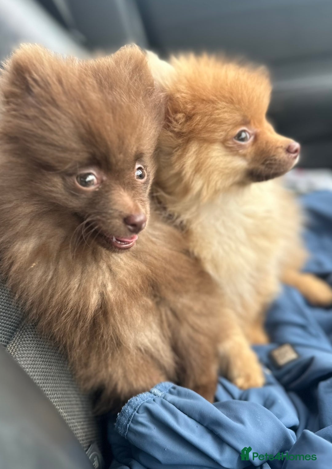 Pomeranian dogs for sale: Adorable Pom puppies 💙❤️ - Image 5