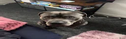 Cane Corso dogs for sale: Goofy, loving Cane Corso looking for a new home in Colchester - Advert 10