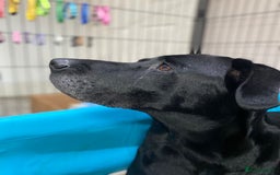 Labrador Retriever dogs for sale: Labrador Retriever puppies for  sale - Image 2