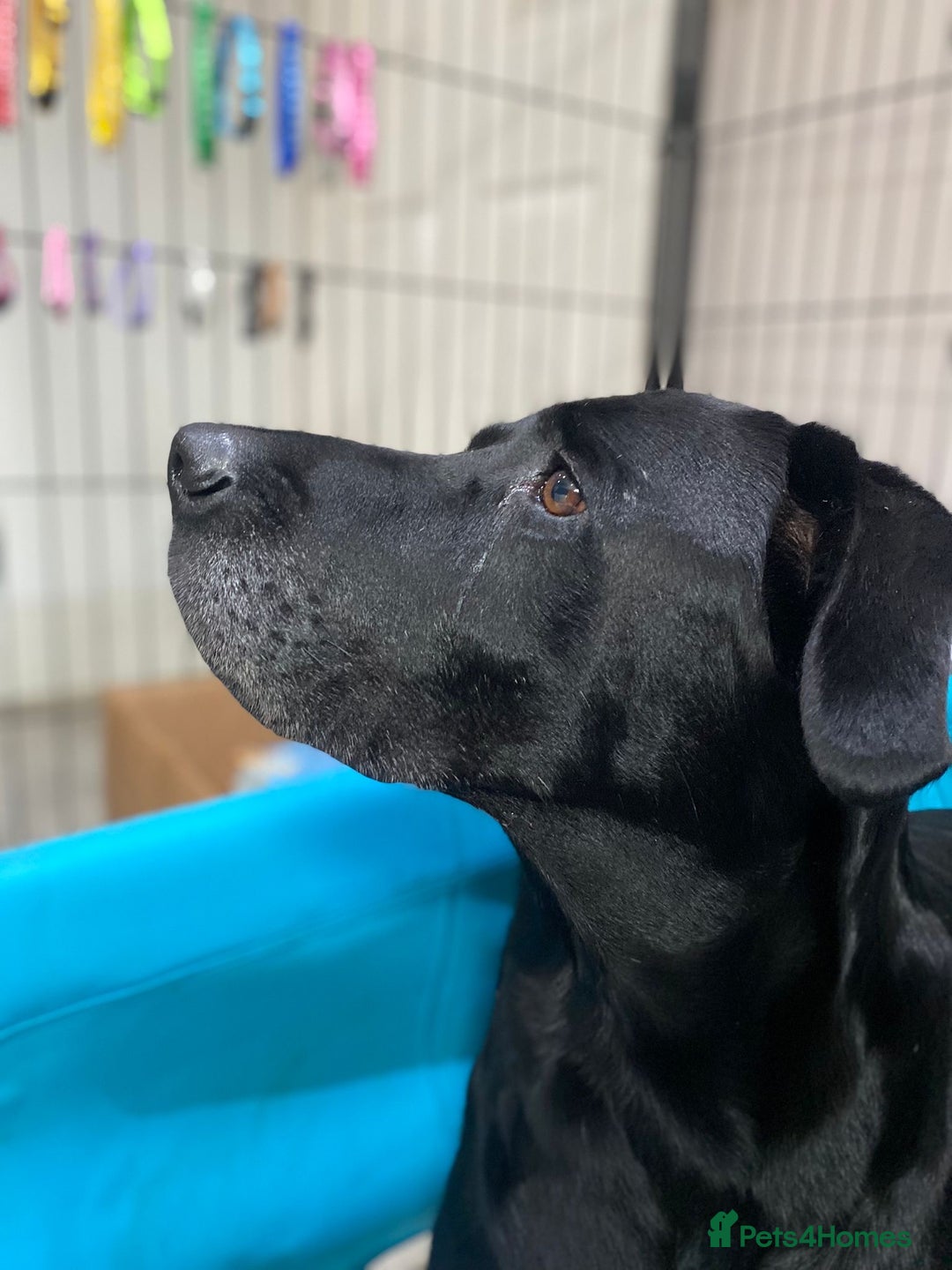 Labrador Retriever dogs for sale: Labrador Retriever puppies for  sale - Image 2