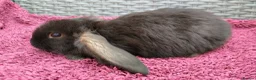 Mini Lop rabbits for sale: Cute French x Mini Lop Ready to Go!!! - Advert 28