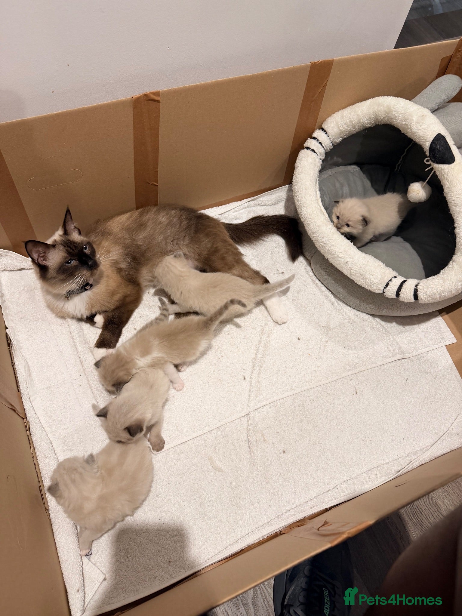 Ragdoll cats Purebred Ragdoll Kittens – Taking Reservations Now - Advert 1