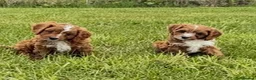 Cavapoo dogs for sale: Toy Cavapoo Puppies - Advert 1