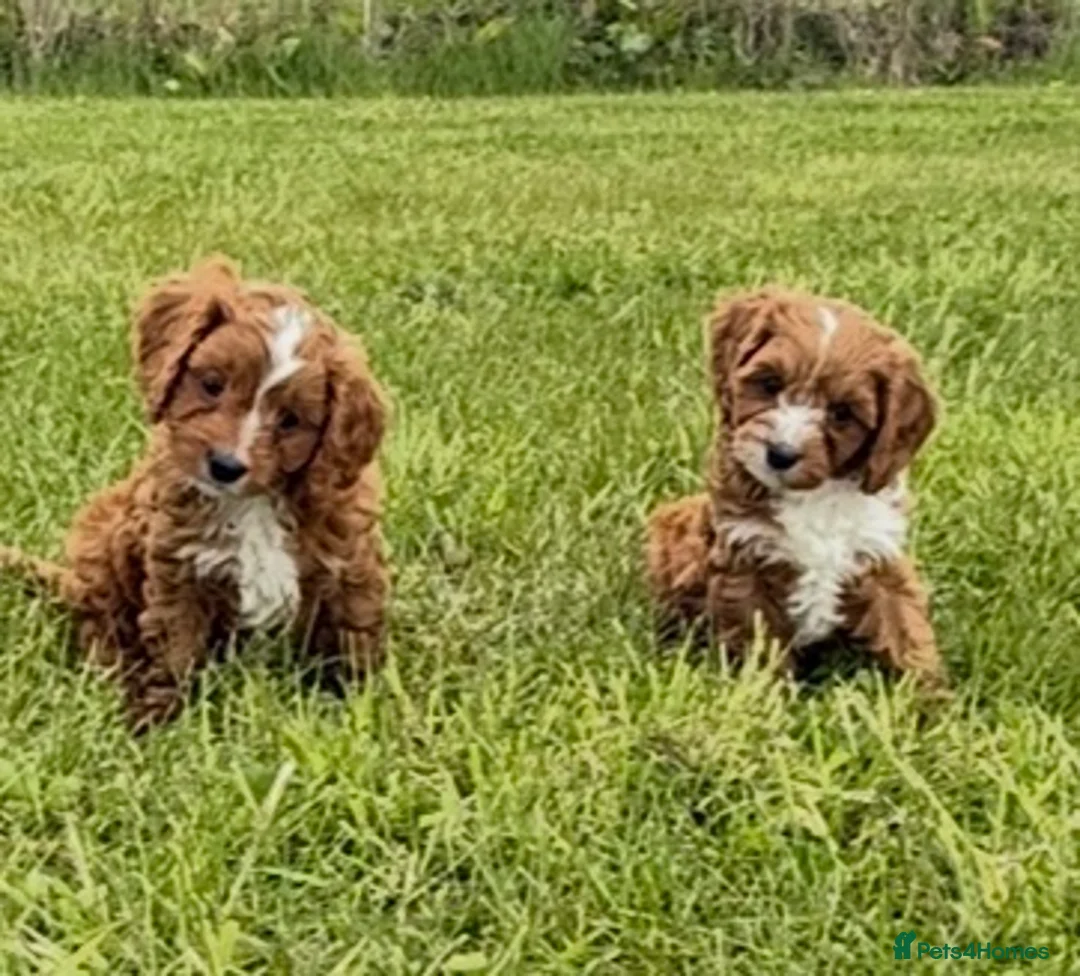 Cavapoo dogs for sale: Toy Cavapoo Puppies - Advert 1