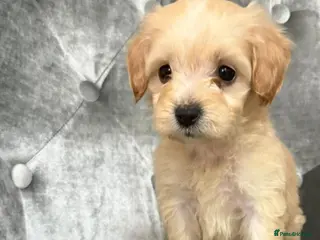 Cockapoo dogs Beautiful Cockapoo ready to go - Advert 1