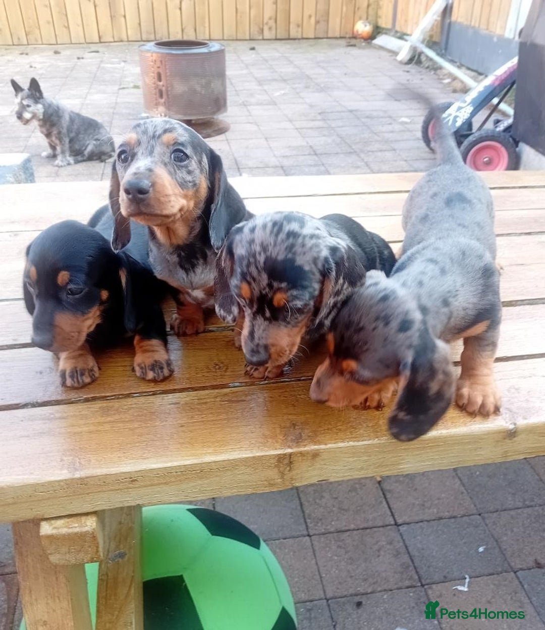 Miniature Dachshund dogs for sale: Affordable mini doxies for loving homes - Image 4