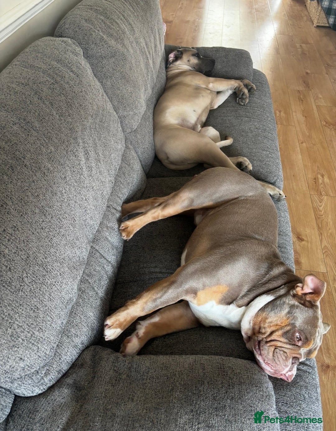 Cane Corso dogs for sale: Cane Corso Male For Sale - Image 2