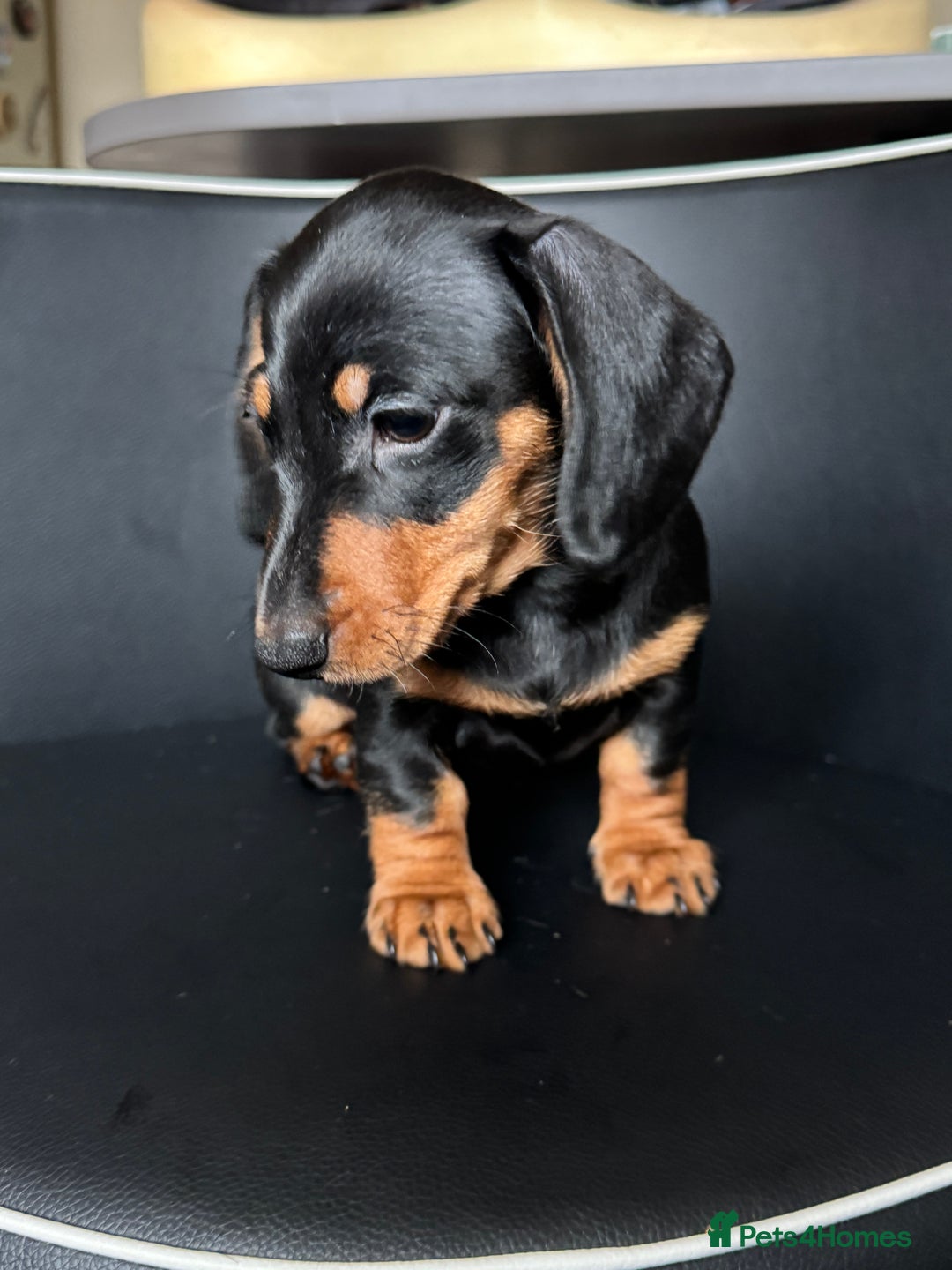 Dachshund dogs for sale: Mini dachshund puppies, PRA clear, health tested - Advert 5