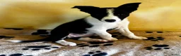 Border Collie dogs for sale: Stunning Border Collies - Advert 15