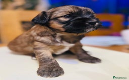 Tibetan Terrier dogs for sale: KC Reg, Fully Health Tested Tibetan Pups - Image 15