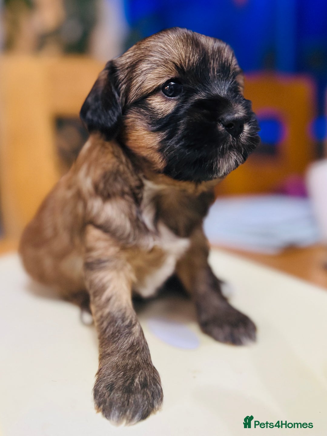 Tibetan Terrier dogs for sale: KC Reg, Fully Health Tested Tibetan Pups - Image 15