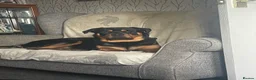 Rottweiler dogs for sale: Tilly’s puppies  - Advert 23