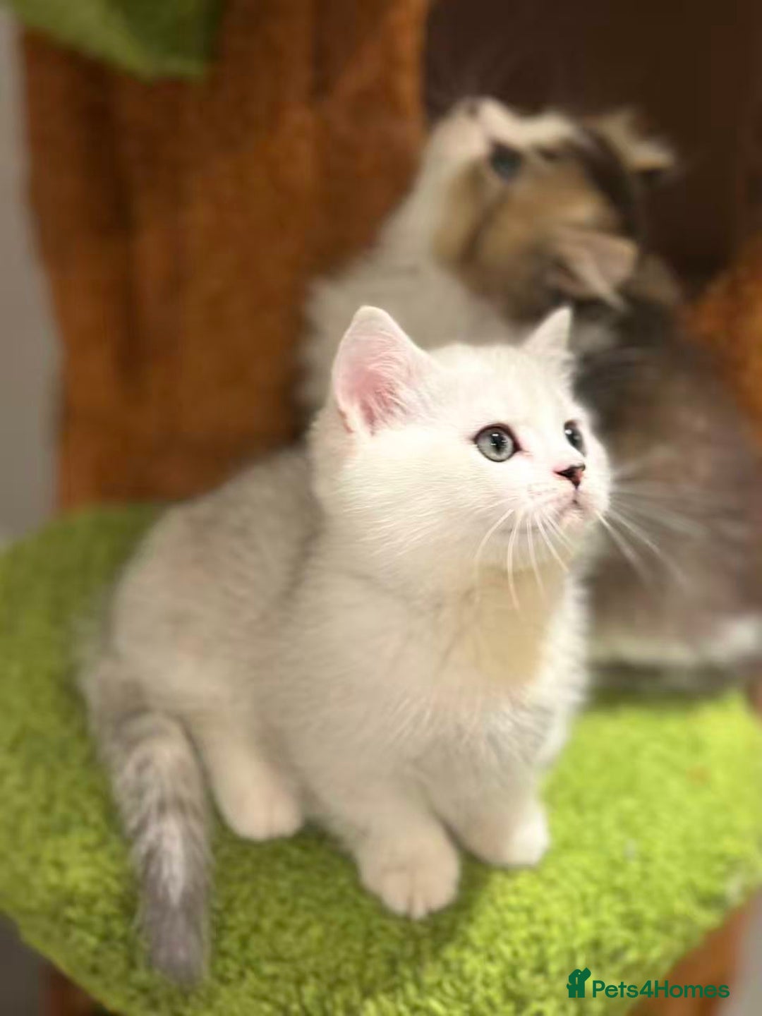 Munchkin cats for sale: Super stunning & rare Minuet - Image 18